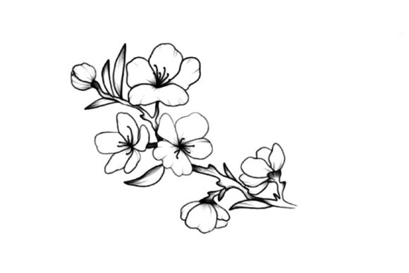 Hand Drawing Pink Cherry Blossom Branch: A Designer's Guide